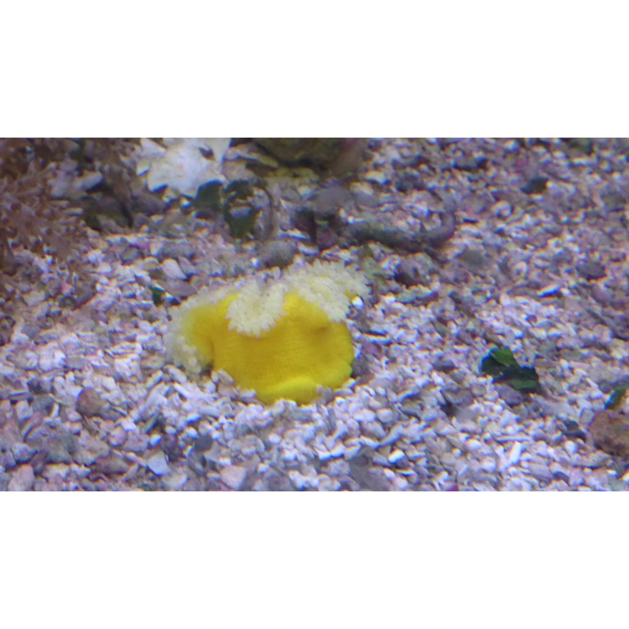 Radianthus Gul Anemone (Heteractis malu)